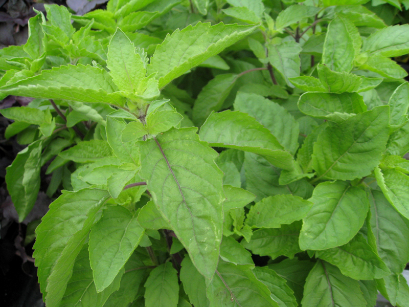 sanctum ocimum basil holy plant onlineplantguide smaller leaves europe those than